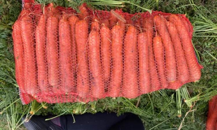 Продам моркву - фото № 2