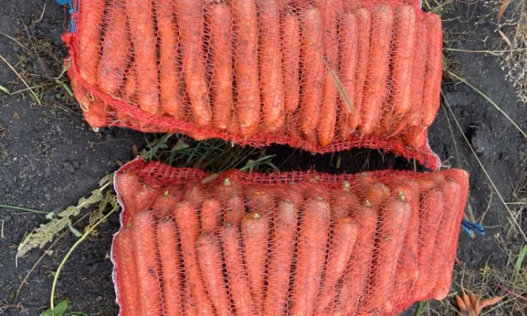 Продам моркву - фото № 3