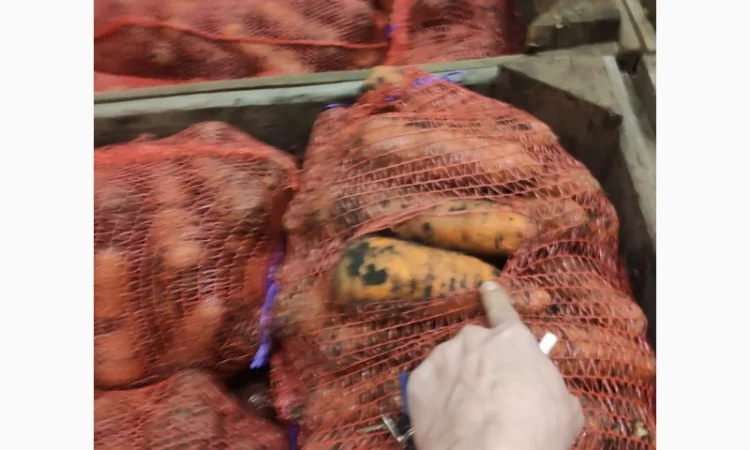 Продам Моркву - фото № 1