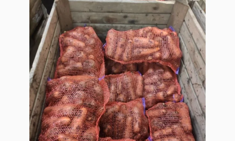 Продам Моркву - фото № 2