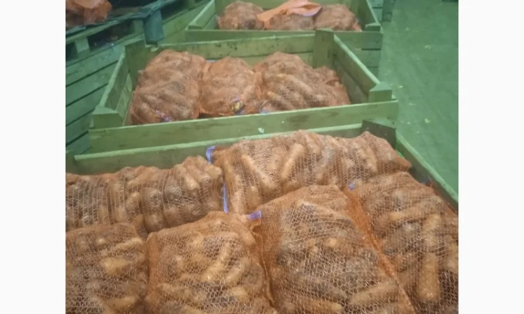 Продам Моркву - фото № 4