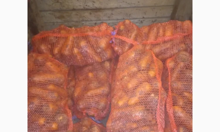 Продам Моркву - фото № 5