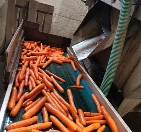 Продам морковь польскую мытую в мешках по 15 кг - фото № 2