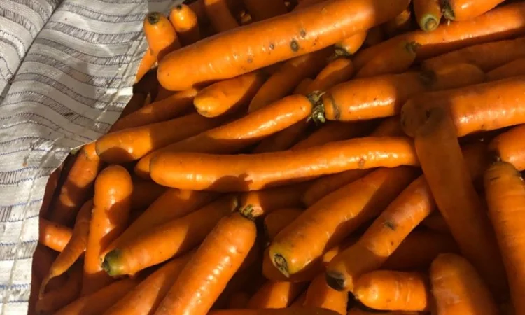 Продам морковь (Нидерланды) 2 сорт в биг бэгах и мешках - фото № 2