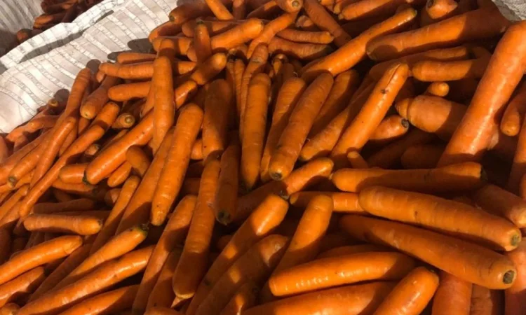 Продам морковь (Нидерланды) 2 сорт в биг бэгах и мешках - фото № 3