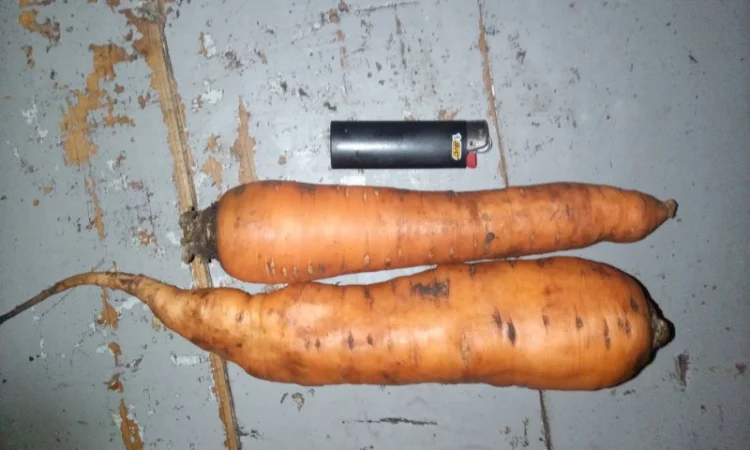 Продам моркву - фото № 2