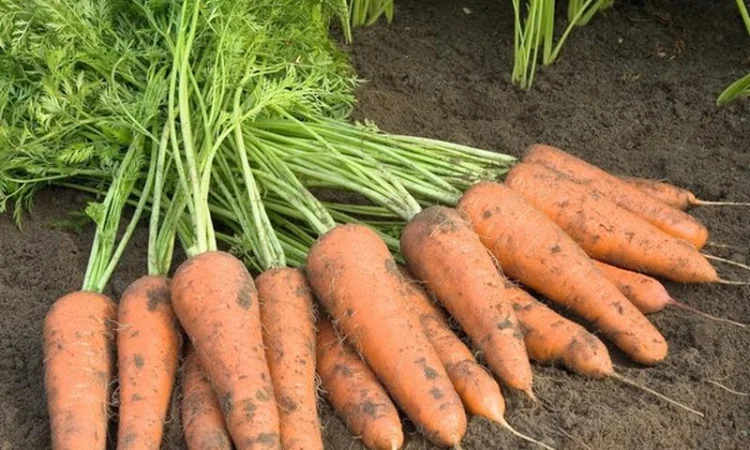 Морква з власного господарства - фото № 1