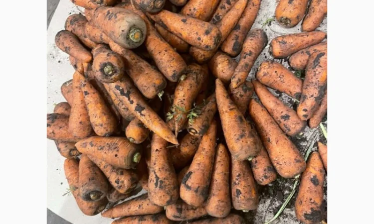 Морква свіжа - фото № 1