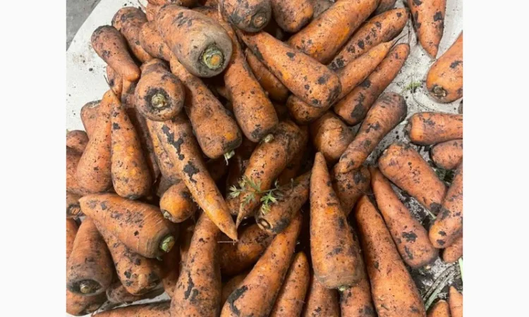 Морква свіжа - фото № 2