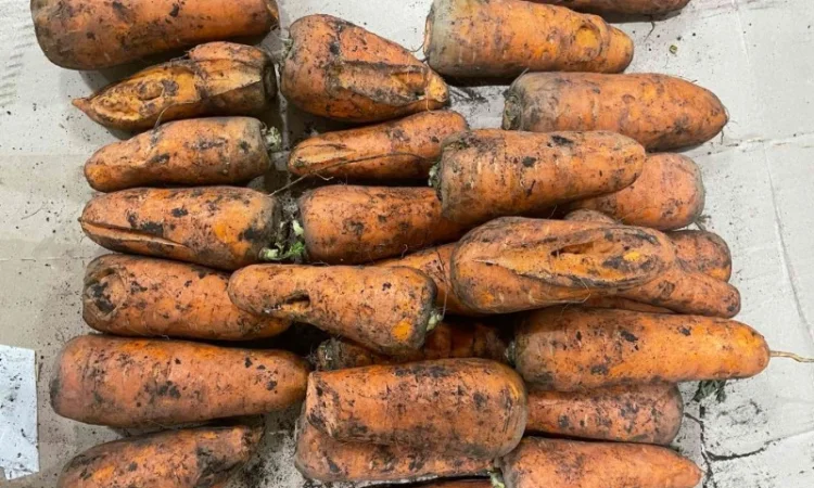 Морква дя переробки - фото № 1