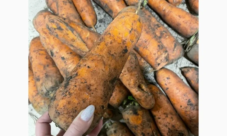 Морква дя переробки - фото № 2