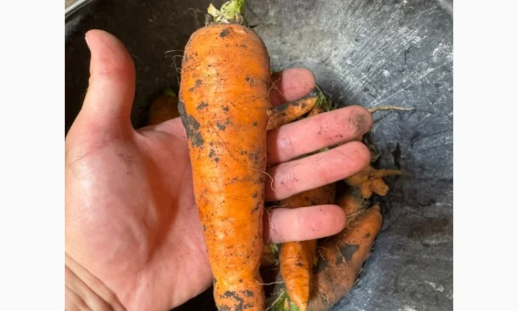 Продажа моркови различных сортов - фото № 1