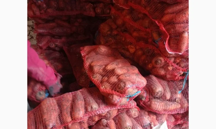 Продам морковь крупную - фото № 1