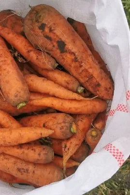 Продам морковь 2й сорт - фото № 1