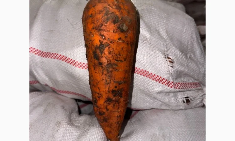 Продам морковь 2й сорт - фото № 2