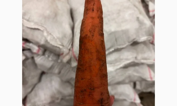 Продам морковь 2й сорт - фото № 3