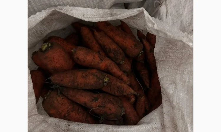 Продам морковь 2й сорт - фото № 4