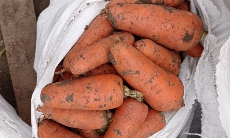 Продам моркву - фото № 1