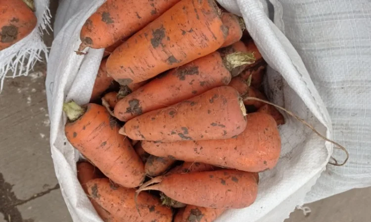 Продам моркву - фото № 2