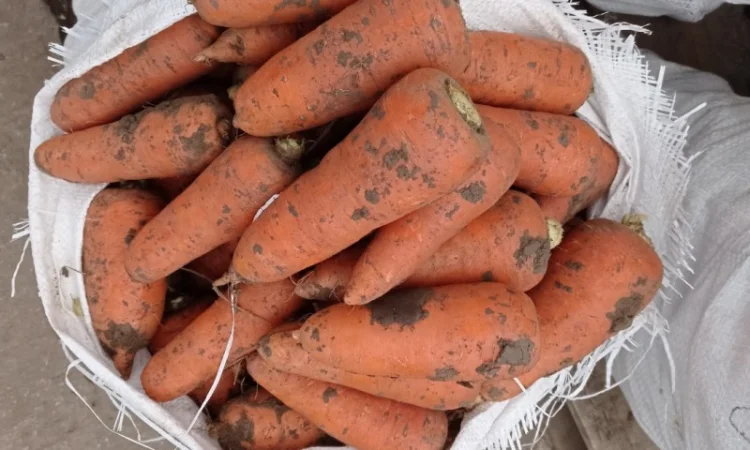 Продам моркву - фото № 3