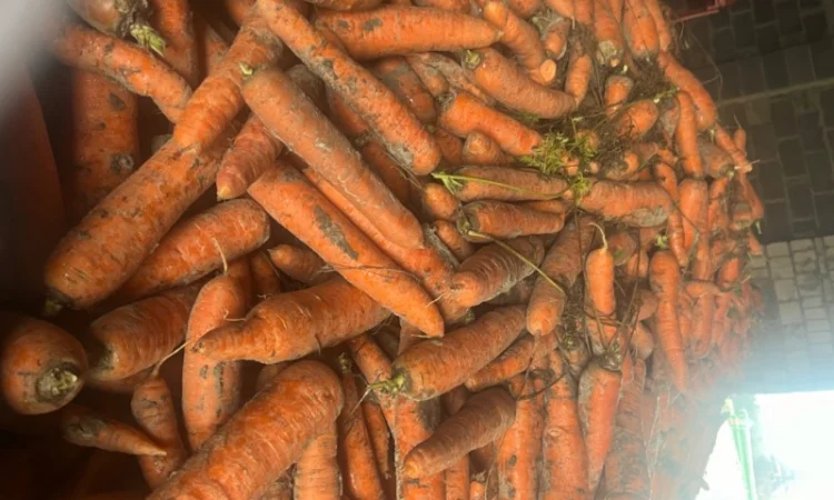 Продам моркву - фото № 1