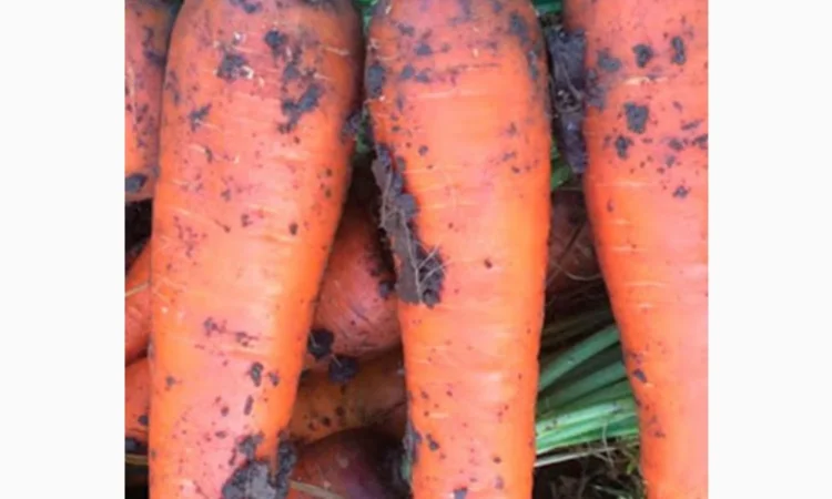 Продам хорошую морковку боливар - фото № 3