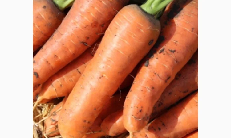 Продам хорошую морковку боливар - фото № 4