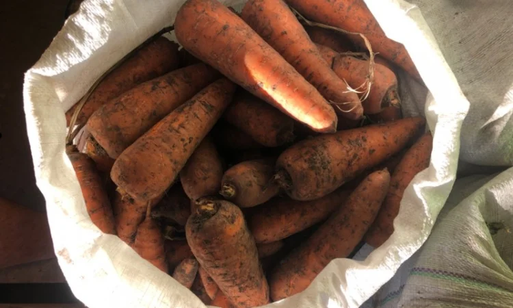 Продам морковку - фото № 1