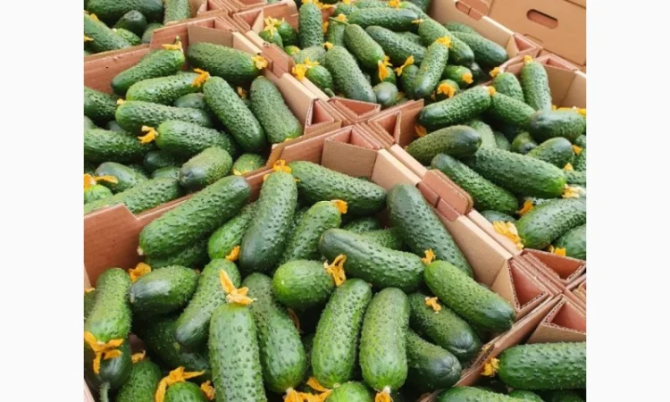Закупівля огірків колючих та гладких на експорт - фото № 1