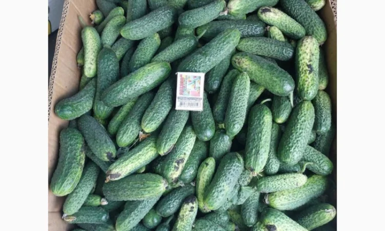 Продам свіжі грунтові огірочки Арктика для свіжого вживання та засолки - фото № 1