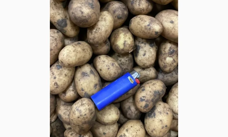 Картопля насіннева. 1 репродукція - фото № 2