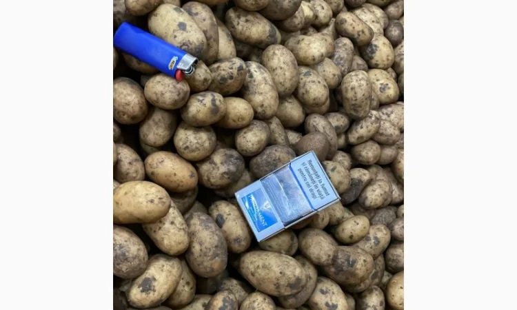 Картопля насіннева. 1 репродукція - фото № 3