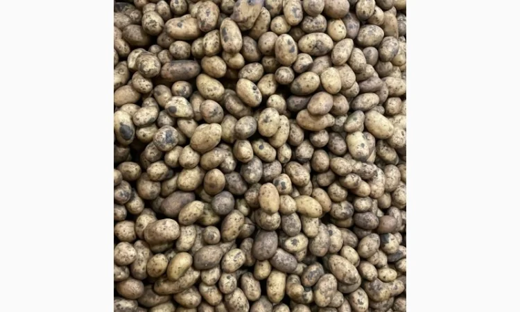 Картопля насіннева. 1 репродукція - фото № 4