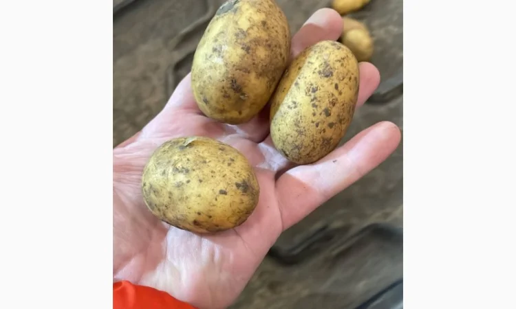 Картопля насіннева. 1 репродукція - фото № 5