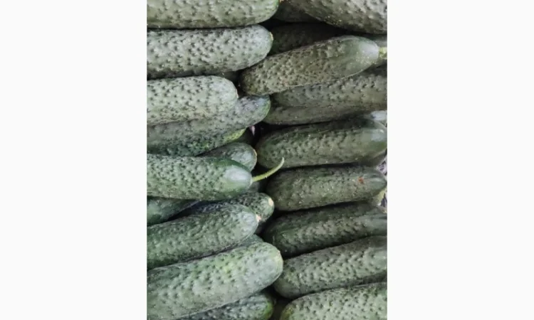 Прямые оптовые продажи Огурцов из Турции - фото № 1