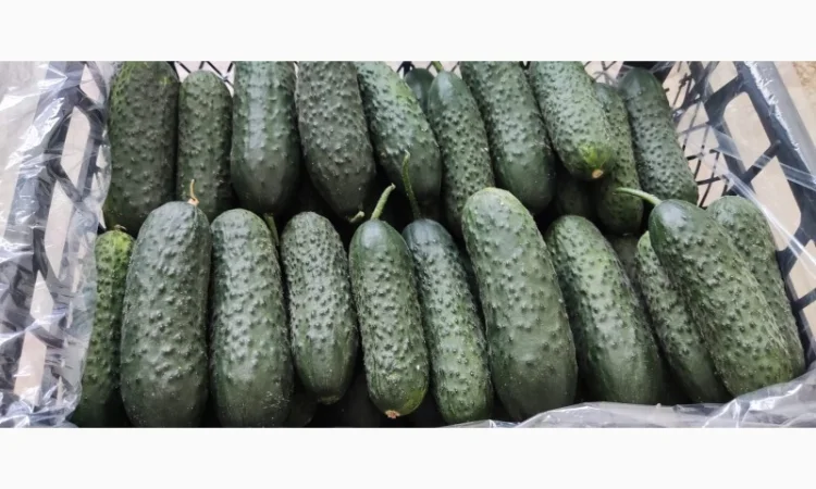 Прямые оптовые продажи Огурцов из Турции - фото № 2