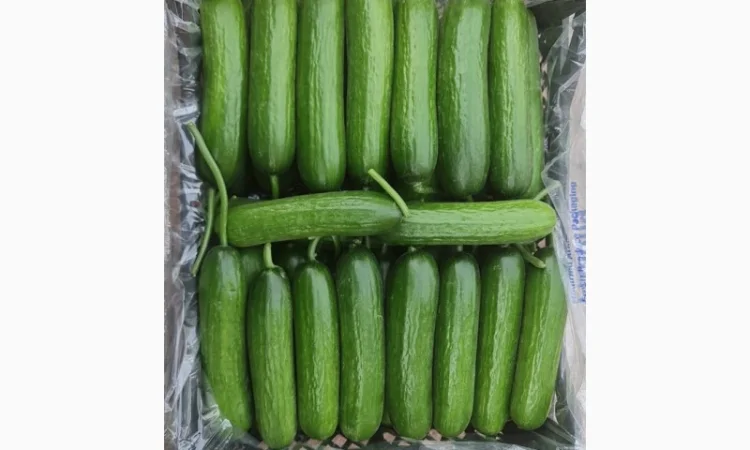 Прямые оптовые продажи Огурцов из Турции - фото № 3