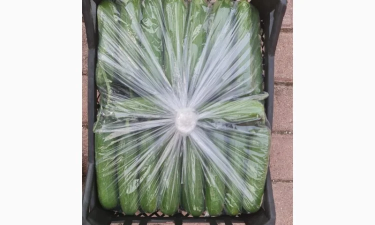 Прямые оптовые продажи Огурцов из Турции - фото № 4