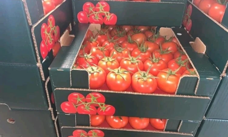 Прямые оптовые продажи Огурцов из Турции - фото № 5