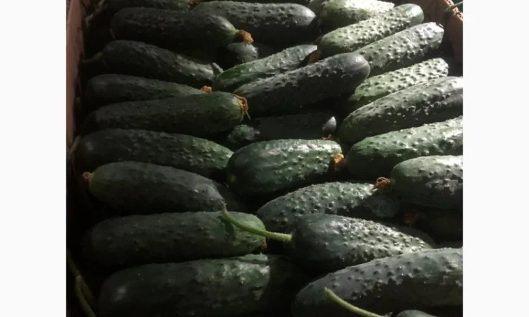Продам огурцы оптом - фото № 1