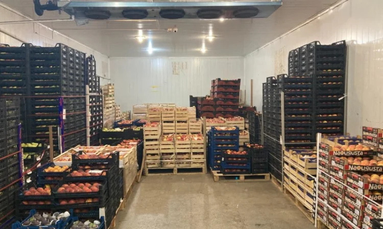 Продам огурцы оптом - фото № 2