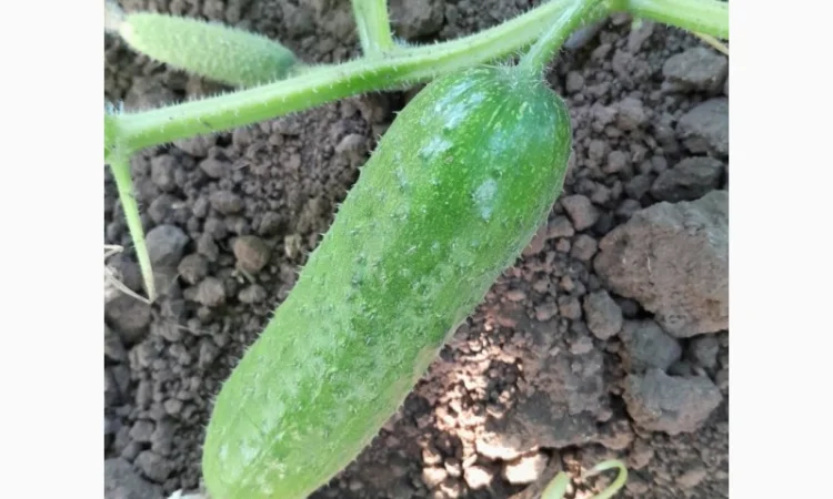 Огурцы полевые корнишон 350 тон - фото № 1