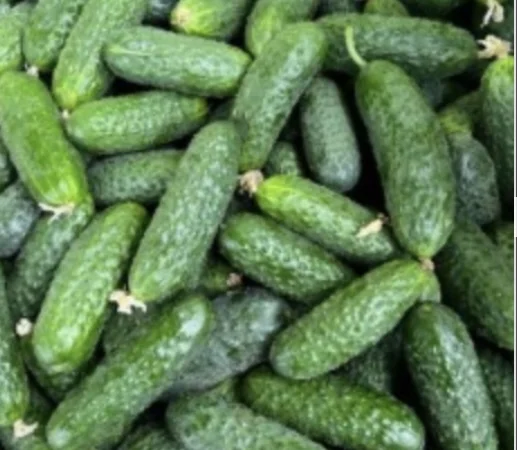 Огурцы полевые корнишон 350 тон - фото № 2