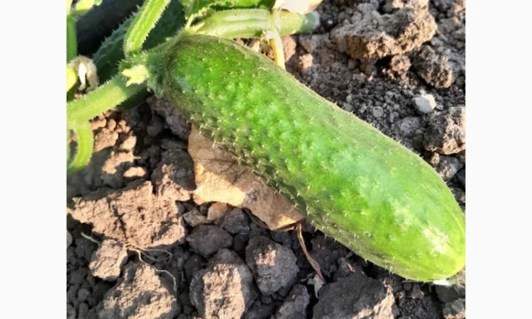 Огурцы полевые корнишон 350 тон - фото № 3