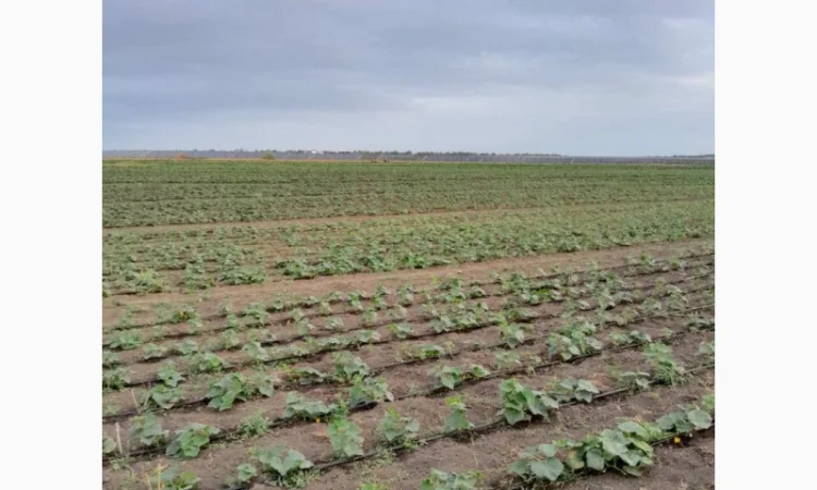 Огурцы полевые корнишон 350 тон - фото № 5