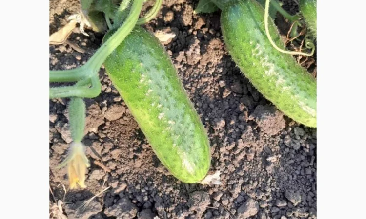 Огурцы полевые корнишон 350 тон - фото № 6