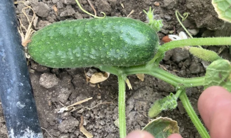 Огурцы полевые корнишон 350 тон - фото № 7