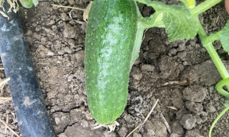 Огурцы полевые корнишон 350 тон - фото № 8