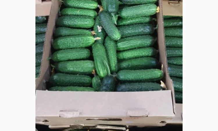 Купимо теплічні огірки оптом по всій Україні - фото № 1