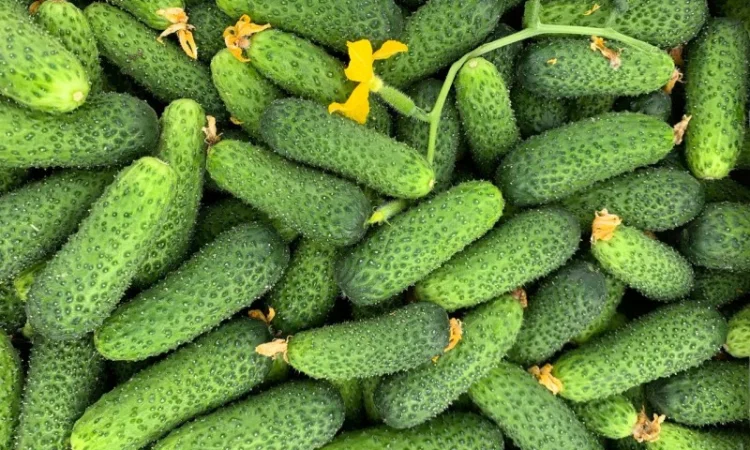 Реалізація агропродукції від фермерських господарств - фото № 1